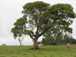 Image result for Hagenia abyssinica