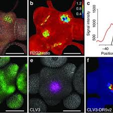 Maybe you would like to learn more about one of these? Joachim Forner S Research Works Universitat Heidelberg Heidelberg And Other Places