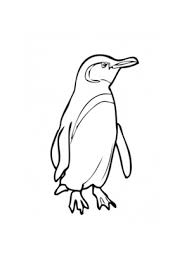 Kostenlose Ausmalbilder Ausmalbild Seltener Galapogos Pinguin