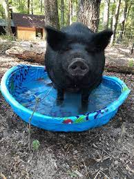 Now hiring for a part time position! Pig For Adoption Beau A Pig In Durham Nc Petfinder