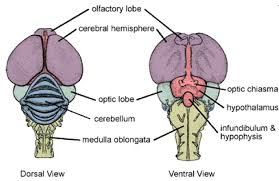 Jenis sel utama yang ditemukan dalam sistem saraf adalah neuron, yang memiliki sel tubuh, yang mengandung inti, dan ekstensi panjang untuk membawa informasi dari satu bagian tubuh ke bagian lain. Sistem Saraf Pada Unggas Kampus Gratis