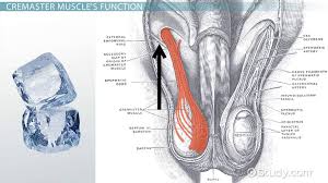 Image result for Cremasteric Reflex