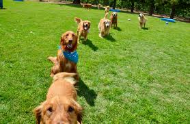 Kars K9 S Dreaming Dog Brewery 30 Jun 2019