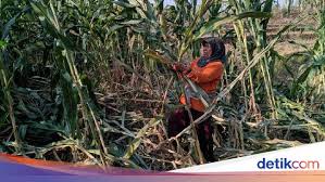 Berikut ini tersedia beberapa artikel yang menjelaskan secara lengkap. Ini Cara Warga Halau Serangan Monyet Liar Yang Serang Lahan Jagung