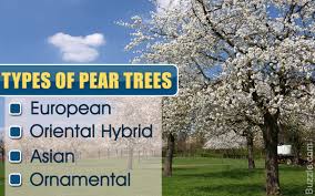 My bet is that your pear is a seedling that came up from a 'bradford' fruit planted by a squirrel years ago. Incredibly Enchanting Facts About Bradford Pear Trees Gardenerdy