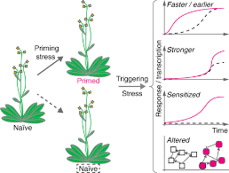 Cell cycle arrest is an active response to stresses that enables organisms to survive under fluctuating environmental conditions. Epigenetic And Chromatin Based Mechanisms In Environmental Stress Adaptation And Stress Memory In Plants Genome Biology Full Text
