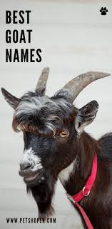 Goat Names 100 Top Boy Girl Names Ideas Petshoper Pet Goat Goats Funny Goats