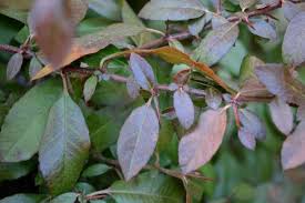 Image result for Pycnosphaera buchananii