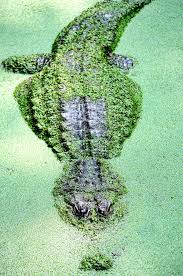 Julie Nashawaty Photo Animals Beautiful Animals Pet Birds