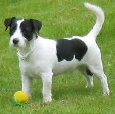 Black And White Jack Russell Terrier Lab Mix Black And White Jack Russell Jack Russell Terrier Jack Russell Jack Russell Dogs