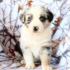 Australian Shepherd Blue Merle Puppy Aussie Puppies Funny Looking Animals Australian Shepherd