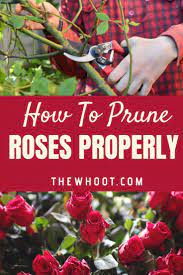 How To Prune Roses Properly Video The Whoot Trim Rose Bushes When To Prune Roses Pruning Roses