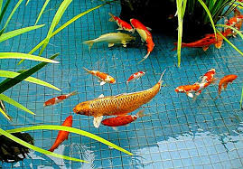 Kriteria Air Kolam Ikan Yang Baik Akuarium Ikan Hias