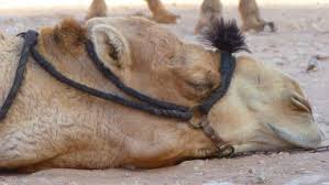 A camel is a horse made by a committee. Camel Saved From Slaughterhouse In Assam Dies Awaiting Court Order To Send It Back Home Latestly