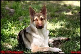 Sable Black And Cream German Shepherd Darco 7 Months Shepherd Dog Breeds German Shepherd Dogs Sable German Shepherd