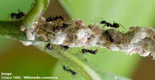Persons complaining of invisible mites or insects crawling over their skin are sometimes advised to fleas are another common source of insect bites within homes. Mealybugs On Plants Effective Ways To Kill These White Bugs