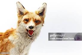 36 Taylor Fuchs Stock Photos, High-Res Pictures, and Images