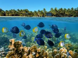 Just 43 miles off the mainland, it is easily experienced on a day trip. Belize S Reef One Of The Best Snorkel Spots In The World