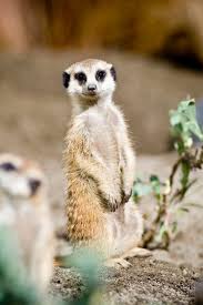 Meerkats Point Defiance Zoo Meerkat Animals