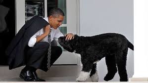 Obama mit seinem hund bo. Obamas Vita Huset Hund Bo Ar Dod Supernytt Aftonbladet Live