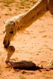 Clothing struggle hacks you need to know! Thought We Could Use More Camels