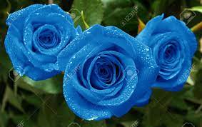 Download in under 30 seconds. Three Beautiful Blue Roses With Water Drops Stock Photo Picture And Royalty Free Image Image 2842539