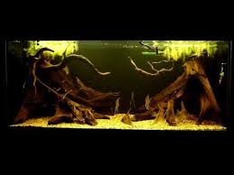Amazon Biotope Aquarium Biotope Aquarium Aquascape Aquarium Fish Aquarium Decorations