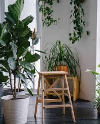 Philodendron varieties come in all shapes and sizes. 30 Best Indoor Trees And How To Care For Them Yhmag