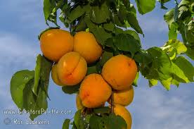 Image result for Prunus armeniaca