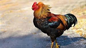 Ayam jantan yang tubuhnya gemuk juga apa arti mimpi gendong ayam jago? Arti Mimpi Melihat Ayam Jago Ada Pertanda Baik Bagaimana Jika Melihat Ayam Jago Berwarna Hitam Tribun Batam