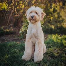 Australian labradoodle puppies for sale kansas. Dallas Multigenerational Australian Labradoodle Puppies For Sale