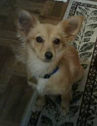 How to make healthy dog food easily the number of people that love making their own pet food has increased in recent years, but there … Chiweenie Dog Breed Pictures