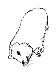 Hier bei konabeun wir haben eine der besten malbuch sammlung. Wwwpokerstarsnetnewsle13120 Meerschweinchen Ausmalbild Malvorlage Meerschweinchen Das Hilft Bei Streit Im Kafig