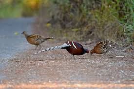 Image result for Humularia reekmansii
