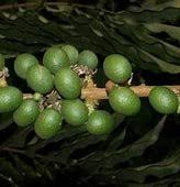 Image result for Deinbollia