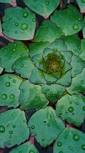 Interesting Green Plant Iphone 6 Plus Wallpaper Android Hd Wallpaper Full Screen 1300946 Hd Wallpaper Backgrounds Download Find the large collection of 36000+ green background images on pngtree.