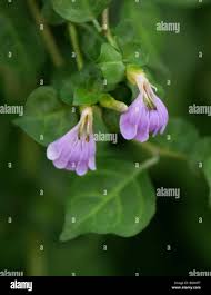 Image result for Justicia matammensis