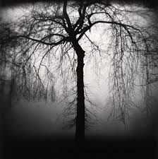 Wilshire Park Tree Portland Oregon Usa 2004 C Michael Kenna Paddle8 Michael Oregon