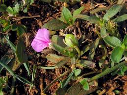 Image result for Afrohybanthus enneaspermus