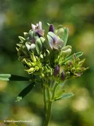 Image result for Medicago laciniata