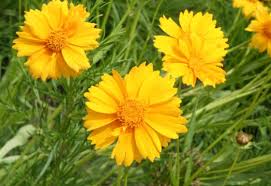 Image result for Coreopsis lanceolata
