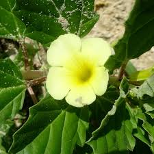 Image result for Pedalium