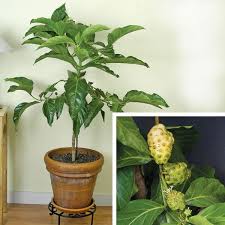 It help alleviate pain or boost your immune system. Noni Fruit Morinda Citrifolia