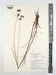 Image result for Pycreus mundtii