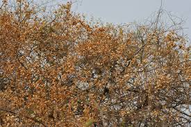 Image result for Combretum pisoniiflorum