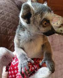 We have a breeding program in place and sell exotic animals to other ranches. Texas Exotic Animals Breeders Of Unusual Pets