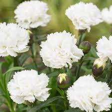 Check spelling or type a new query. The Best Perennials For Shade Primrose Blog