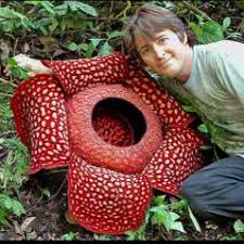 Biggest Flower Bloom Found In The Rain Forests Of Indonesia The Rafflesia Arnoldii Is A Flower That Boasts The Strange Flowers Unusual Plants Weird Plants
