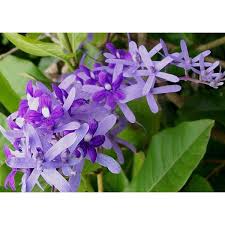 Image result for Petrea volubilis