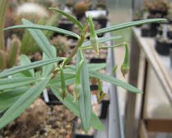 Image result for Talinum tenuissimum